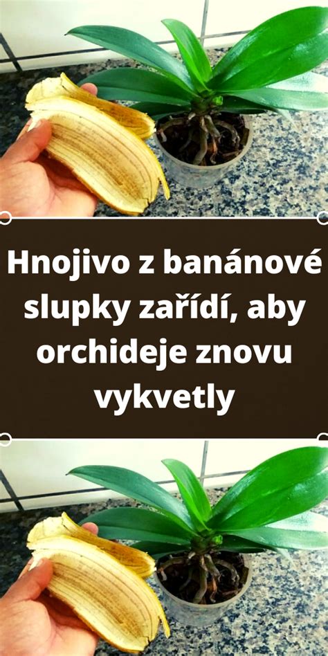 Infografika: príprava domácich hnojív (droždie, žihľava, banánové šupky)