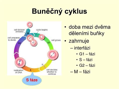 Schéma znázorňujúca fázy bunkového cyklu (G1, S, G2, M) s kontrolnými bodmi