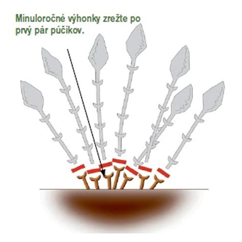 Schematické znázornenie hlbokého rezu hortenzie metlinatej, kde sa minuloročné výhonky skracujú po prvý pár púčikov.