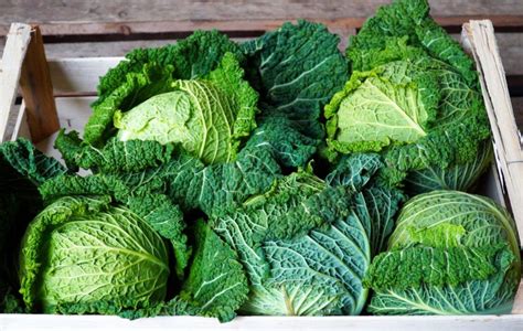 Ilustrácia: Rôzne druhy kelu na jednom obrázku (ružičkový, hlávkový, kučeravý)