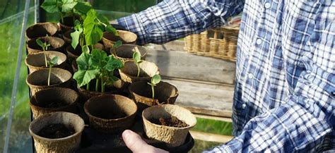 Sadenice tabaku pripravené na presádzanie do záhrady.