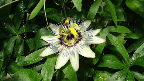 Detail kvetu mučenky s výraznou pakorunkou