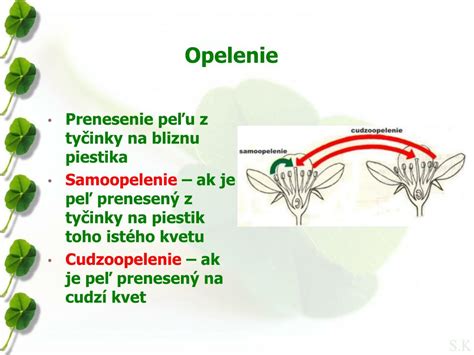 Ručné opelenie kvetu mučenky štetcom