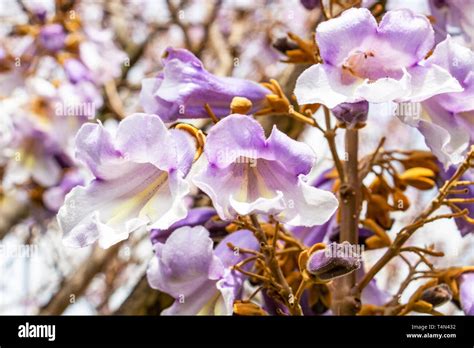 Thematic photo of a blooming Paulownia tree