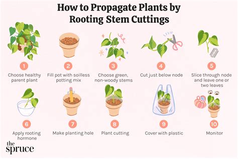 Diagram illustrating the process of preparing root cuttings for propagation