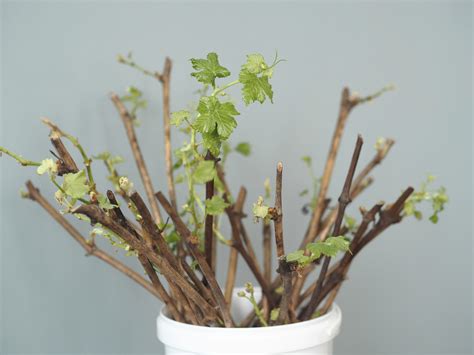 Zelené odrezky jazmínu pripravené na zakorenenie s odstránenými spodnými listami a šikmým rezom