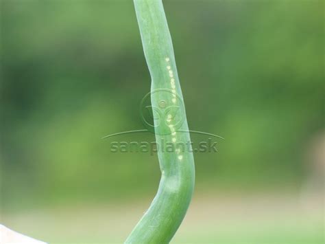 Ilustrácia mínerky na listoch cibule