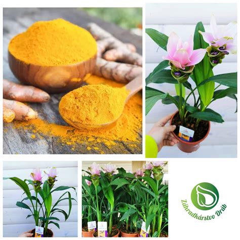 Schéma pestovania kurkumy v kvetináči: od sadby pakoreňa až po zber úrody