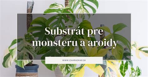 Infografika porovnania substrátov: rozdiel v zložení pre aroidy (Monstery) verzus kaktusy.