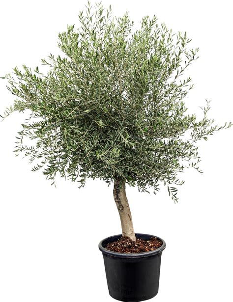 Štýlový olivovník tvarovaný do guľovitého tvaru