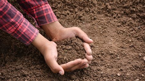 Infografika: správe podmienky pestovania - slnko, piesčitá pôda, drenáž