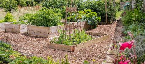 Náčrt s rozmermi vyvýšeného záhonu a vyznačenou optimálnou šírkou pre dosah do stredu.