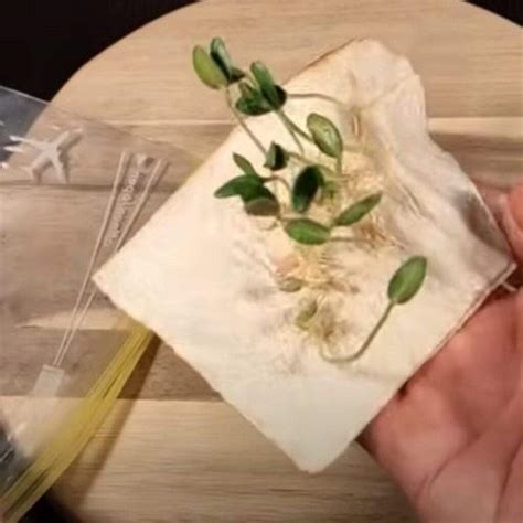 Návodná schéma: Postup klíčenia semien na papierovej utierke