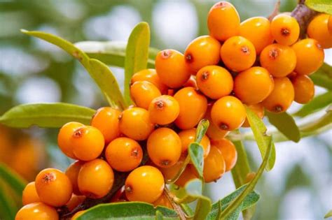 Detail plodov rakytníka s tŕňmi