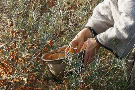 Ilustračné foto: Použitie špeciálneho nástroja na zber rakytníka