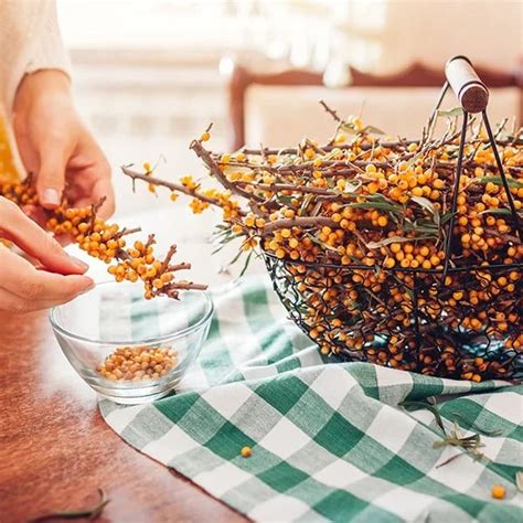 Usušené plody rakytníka