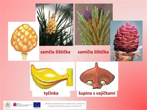 Schéma rastliny borievky obyčajnej: ihličie, samčie a samičie kvety a vývoj plodov (šištičiek) od zelenej po tmavomodrú farbu.