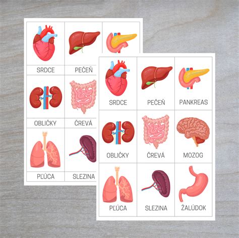 Infografika znázorňujúca hlavné liečebné účinky borievky na ľudské orgány: pečeň, obličky, srdce a tráviaci trakt.