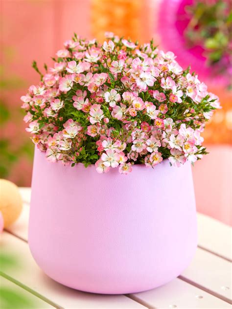 Detailné foto kvetov Rosa Cutie Pie