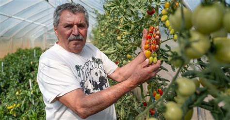 Tematické foto: človek zbierajúci čerstvú zeleninu zo záhrady