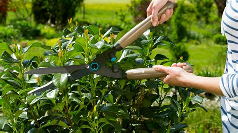 fotografia rôznych typov nožníc na strihanie krušpánu