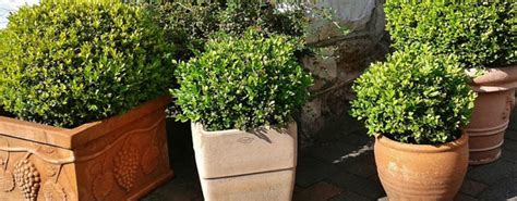 ilustračná fotografia zdravého krušpánu v nádobe