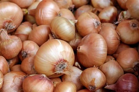 Foto: Sadzačky cibule namočené v roztoku manganistanu draselného