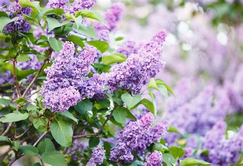 Tematické foto kvitnúceho letného orgovánu plného motýľov