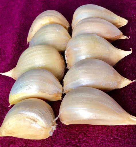 Tematické foto slonieho cesnaku v porovnaní s bežným cesnakom