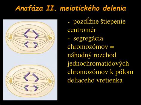 Schéma meiotického delenia