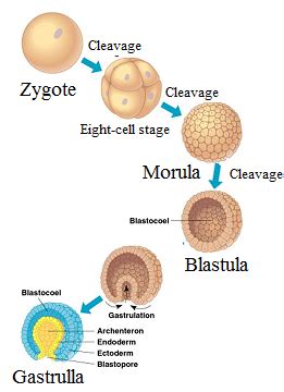 Infografika fáz ontogenézy (zygota, morula, blastula, gastrula)