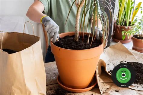 Infografika znázorňujúca presádzanie oleandra do o 2-3 cm väčšieho kvetináča s drenážnym otvorom.