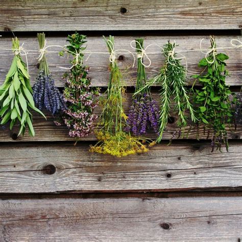 Ilustrácia správneho sušenia byliniek na vzdušnom mieste