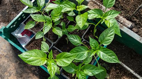 Ilustrácia predpestovania sadeníc papriky v interiéri