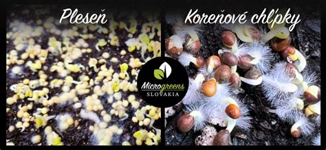 schéma rozdielu medzi koreňovými chĺpkami a plesňou na klíčkoch