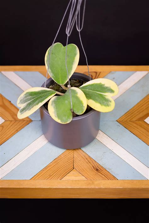 Fotografia šeflery so zakrivenou stonkou a šípkou naznačujúcou otáčanie kvetináča