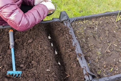 Ilustračné foto: Príprava záhonu pre cesnak