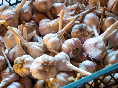 Ilustračné foto: Sušenie a skladovanie cesnaku