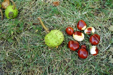 Detail plodov pagaštana konského v pichľavých škrupinách