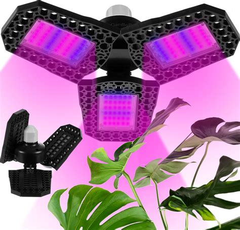 pestovateľská LED lampa nad africkými fialkami