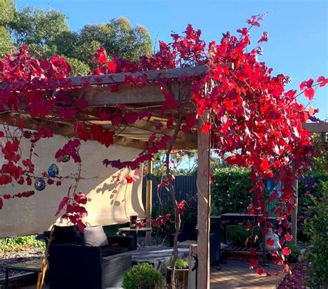 Tematické foto záhrady s kvitnúcim plamienkom na pergole