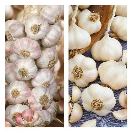 Fotografia sadbového cesnaku odrody Flavor