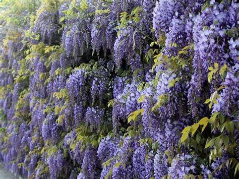 Vistéria s bujným kvitnutím na pergole