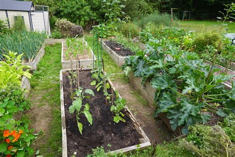 Ilustrácia znázorňujúca zdravú, ekologicky pestovanú zeleninovú záhradu s rôznymi druhmi zeleniny a kvetov, ktorá priťahuje opeľovače.