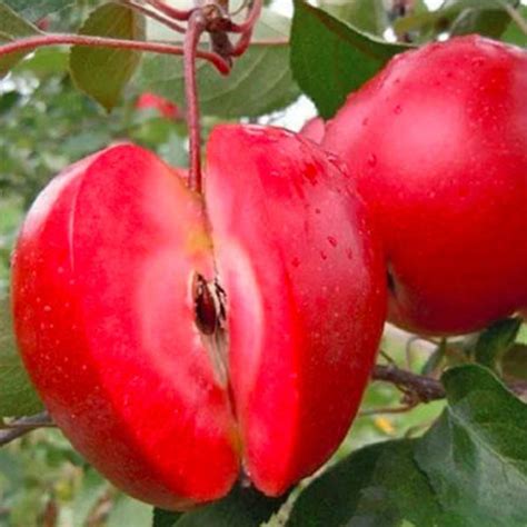 Fotografia stromu odrody jabĺk Topaz, ktorá je známa svojou rezistenciou.