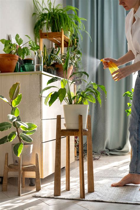 Schéma optimálneho umiestnenia rastliny v interiéri vzhľadom na svetelné podmienky