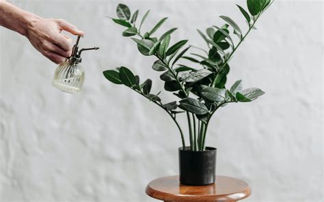 Postup presádzania zamiokulkasu s dôrazom na drenážnu vrstvu