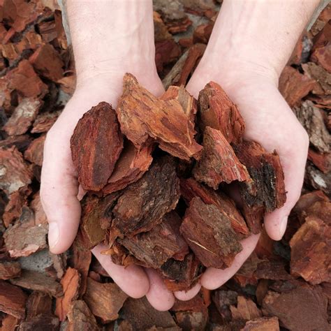 Detailná fotografia píniovej kôry s jej charakteristickou štruktúrou