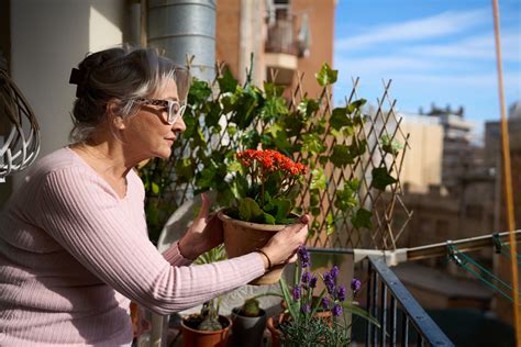 Zazimovanie balkónových rastlín v interiéri