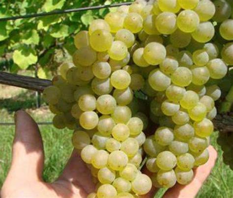 Odroda hrozna Bianca v čase zrelosti.